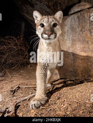 Der junge Colorado Mountain Lion wurde mit einer DSLR-Kamerafalle aufgenommen, die die Kamera anstarrte. Stockfoto