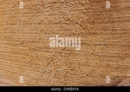 Der Texturhintergrund des geschnittenen Holzstamms. Stockfoto
