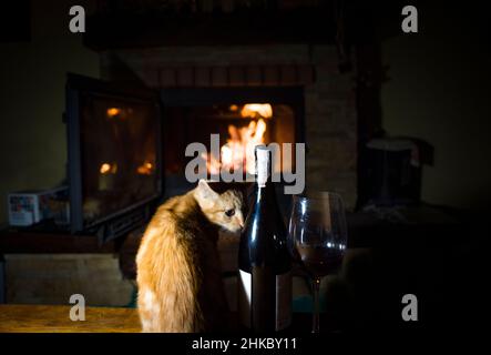 Eine lustige rote Katze in der Nähe des Kamins, mit etwas Wein Stockfoto