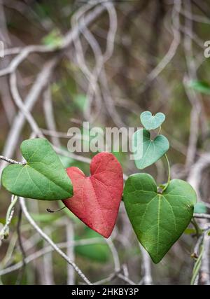 Herzförmige Landpflanzen-Blätter, in Passionsrot lackiert. Konzept der Liebe, Valentinstag, Liebe zur Natur. Feiern, Natur. Stockfoto