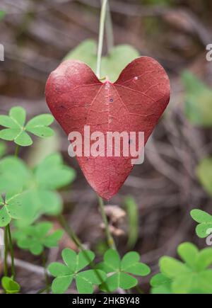 Herzförmige Landpflanzen-Blätter, in Passionsrot lackiert. Konzept der Liebe, Valentinstag, Liebe zur Natur. Feiern, Natur. Stockfoto