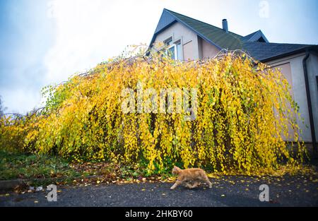 Gelbe dekorative Zwergbirke in der Stadtlandschaft, vorne eine rote Katze Stockfoto