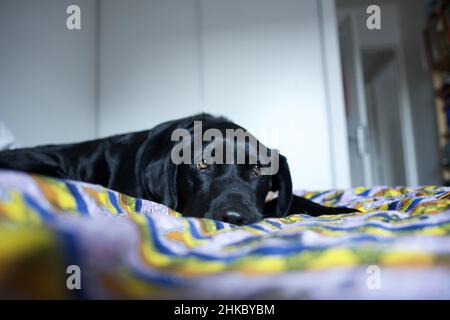 Trauriger Hund, der ein Nickerchen macht Stockfoto