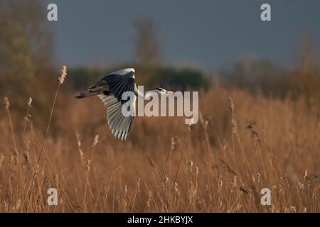 Graureiher (Ardea cinerea), der tief über einem Schilfbett fliegt, während er Nistmaterial an der Ham Wall in Somerset, England, Vereinigtes Königreich sammelt. Stockfoto