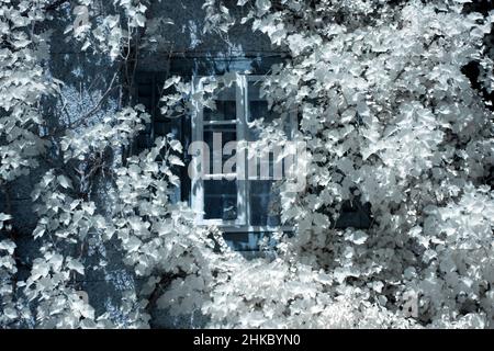 Infrarotbild - Efeu bedeckte Bauernhausmauer - schweiz Stockfoto