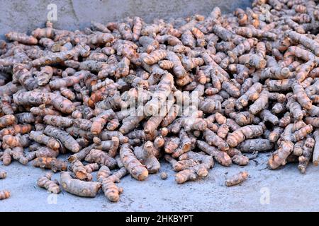 Nahaufnahme des Bündels braun orange Kurkuma über unscharf braunen Hintergrund. Stockfoto