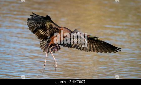 Hochglanz-Ibis (Plegadis falcinellus), der im Myakka River State Park in der US-amerikanischen Provinz Sasota, Florida, landet Stockfoto