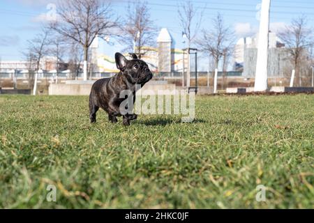Hündin der französischen Bulldogge läuft an sonnigen Tagen im Park Stockfoto