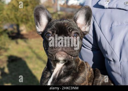 Hündin der französischen Bulldogge. Der Welpe sitzt in den Armen des Besitzers. Draußen Stockfoto