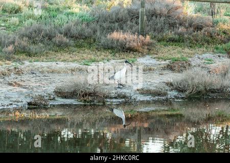 Nahaufnahme des australischen weißen Ibis, Threskiornis molucca, Wandern und Nahrungssuche in seinem natürlichen Lebensraum Lake Bonney Region Riverland in der Nähe der Stadt Barmer Stockfoto