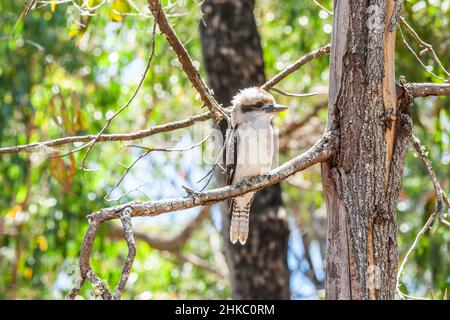 Nahaufnahme kookaburra, gewöhnlicher kookaburra oder lachender Vogel, Dacelo novaeguineae, sitzt auf einem Ast und schaut stur geradeaus Stockfoto