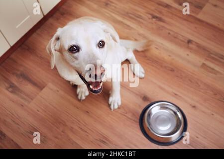 Glücklicher Hund wartet auf Fütterung. Labrador Retriever sitzt neben einer leeren Schüssel in der heimischen Küche. Stockfoto