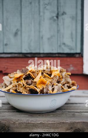 Eine emaillierte Schüssel voller Pfifferlinge und Trichterpfifferlinge Stockfoto