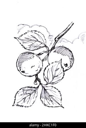 Skizze für Äpfel und Blätter auf einem Ast auf weißem Hintergrund. Stockfoto