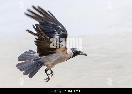 Nebelkrähe - dohle Landung auf unscharfen grauer Hintergrund Stockfoto