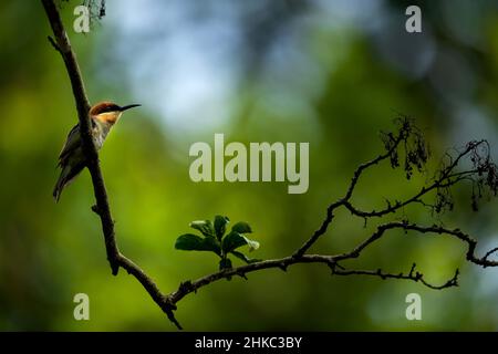 Bienenfresser mit Brustmutter Stockfoto