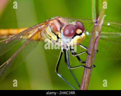 Libelle auf der Suche Stockfoto