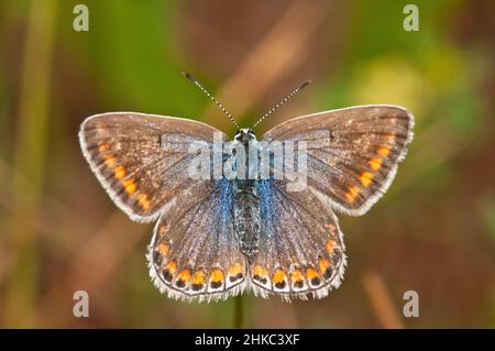 Blauer Schmetterling, Polyommatus icarus, weiblich Stockfoto