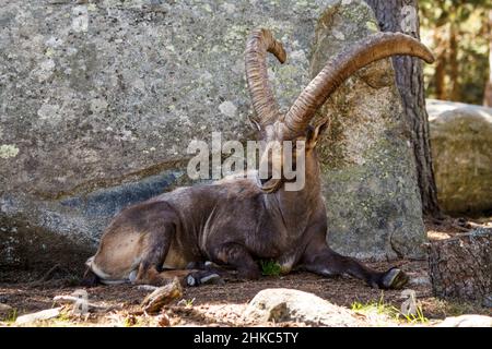 Männlicher spanischer Steinbock ying im Schatten eines Felsens Stockfoto