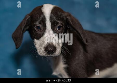 Border Collie Cross Welpen aus nächster Nähe Stockfoto