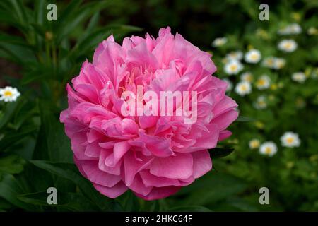 Paeonia Joker. Doppelte rosa Pfingstrose Blume. Paeonia lactiflora (chinesische Pfingstrose oder gemeinsame Gartenpfeonie). Schöne rosa Pfingstrosen wachsen im Garten. Stockfoto