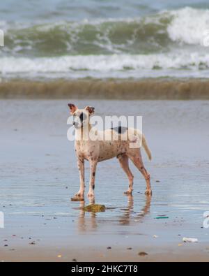 Hund steht im Sand am Strand Stockfoto