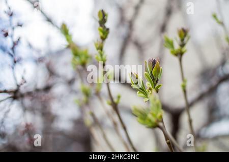 Ungeöffnete Knospen von Fliederblüten auf Ast auf verschwommenem Hintergrund Stockfoto