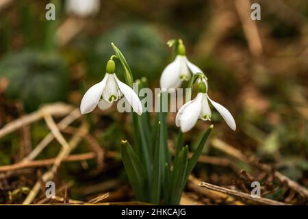 Schneeglöckchen im Waldgebiet Stockfoto