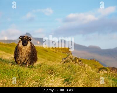 Färöer Schafe auf den Färöer Inseln. Es handelt sich um ein autonomes Gebiet innerhalb des Königreichs Dänemark. Europa. Stockfoto