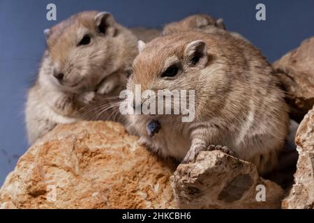 Fette Sandratten (Psammomys obesus) aus der gerbil-Unterfamilie, die vor allem in Nordafrika und dem Nahen Osten vorkommt und von Mauretanien bis zur Arabischen Halbinsel reicht. Stockfoto