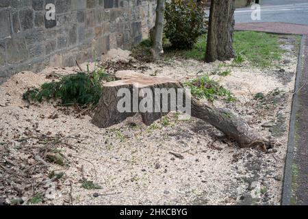 Ein Baumstumpf ist alles, was von einem Baum am Straßenrand übrig bleibt, nachdem Stürme im Vereinigten Königreich im Jahr 2022 erhebliche Schäden verursacht haben. Stockfoto