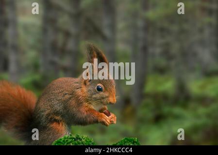 Rotes Eichhörnchen / Eurasisches rotes Eichhörnchen (Sciurus vulgaris), das Haselnuss im Kiefernwald frisst Stockfoto