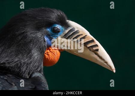 Ein Hornschnabel (Aceros nipalensis), der in Bhutan und Nordostindien, insbesondere in Arunachal Pradesh, dem indischen Subkontinent und Südostasien, endemisch ist. Stockfoto