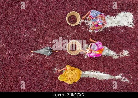 Teams von Frauen arbeiten unter der prallen Sonne und sortieren nach einer rasant geernteten Ernte Tausende von Jujube-Früchten. Stockfoto