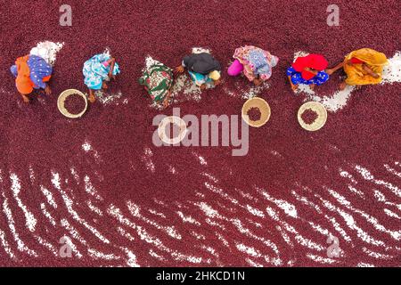 Teams von Frauen arbeiten unter der prallen Sonne und sortieren nach einer rasant geernteten Ernte Tausende von Jujube-Früchten. Stockfoto