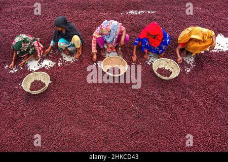 Teams von Frauen arbeiten unter der prallen Sonne und sortieren nach einer rasant geernteten Ernte Tausende von Jujube-Früchten. Stockfoto