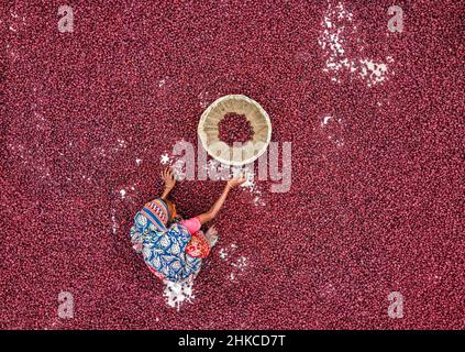 Teams von Frauen arbeiten unter der prallen Sonne und sortieren nach einer rasant geernteten Ernte Tausende von Jujube-Früchten. Stockfoto