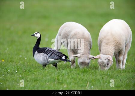 Barnacle Goose (Branta leucopsis) Bekanntschaft machen mit Texel Lämmer, Insel Texel, Holland, Europa Stockfoto