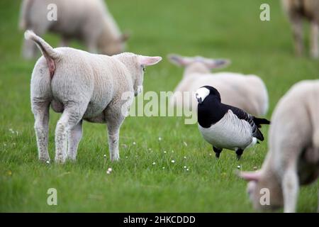 Barnacle Goose (Branta leucopsis) Bekanntschaft mit Texel Lamm, Insel Texel, Holland, Europa Stockfoto