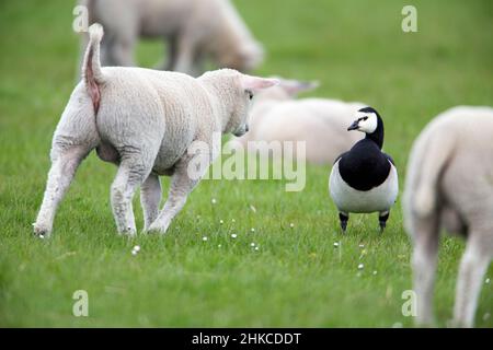 Barnacle Goose (Branta leucopsis) Bekanntschaft mit Texel Lamm, Insel Texel, Holland, Europa Stockfoto