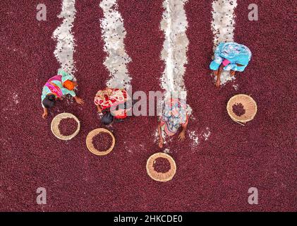 Teams von Frauen arbeiten unter der prallen Sonne und sortieren nach einer rasant geernteten Ernte Tausende von Jujube-Früchten. Stockfoto