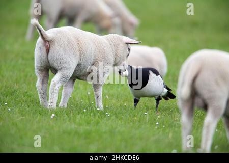 Barnacle Goose (Branta leucopsis) Bekanntschaft mit Texel Lamm, Insel Texel, Holland, Europa Stockfoto