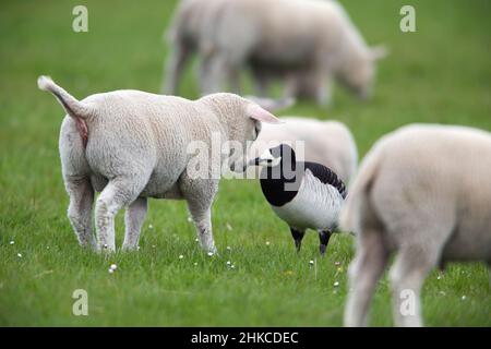 Barnacle Goose (Branta leucopsis) Bekanntschaft mit Texel Lamm, Insel Texel, Holland, Europa Stockfoto