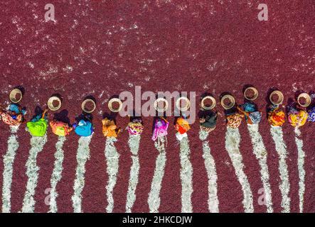 Teams von Frauen arbeiten unter der prallen Sonne und sortieren nach einer rasant geernteten Ernte Tausende von Jujube-Früchten. Stockfoto