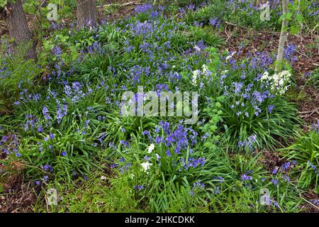 Bluebells (Hyacinthoides non-scripta)Blüte im Wald, Insel Texel, Holland, Europa Stockfoto