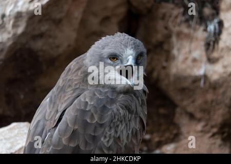 Ein Schlangenadler (Circaetus gallicus), auch bekannt als der Schlangenadler, ein mittelgroßer Greifvogel in der Familie Accipitridae, der im gesamten Mittelmeerbecken, in Russland und den Nahen Osten, in Teilen Westasiens und auf dem indischen Subkontinent sowie weiter östlich auf einigen indonesischen Inseln gefunden wurde. Stockfoto