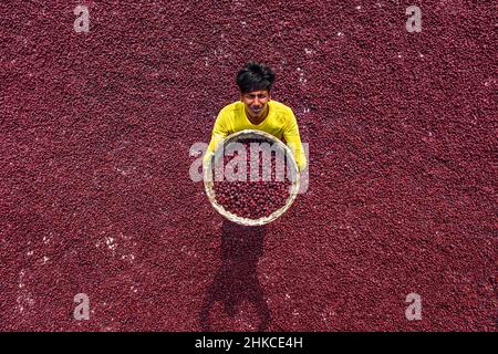 Teams von Frauen arbeiten unter der prallen Sonne und sortieren nach einer rasant geernteten Ernte Tausende von Jujube-Früchten. Stockfoto