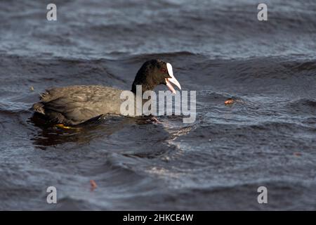 Eurasischer Moos (Fulica atra), der auf dem See, Insel Texel, Holland, Europa ernährt Stockfoto