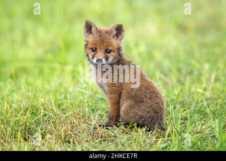 Europäisches Fuchs-Junge (Vulpes vulpes) auf Wiese sitzend, Deutschland Stockfoto