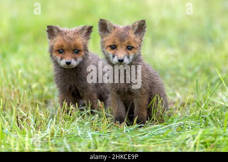 Europäischer Rodfuchs (Vulpes vulpes) zwei Junge warnen auf Wiese, Deutschland Stockfoto